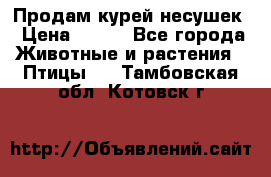 Продам курей несушек › Цена ­ 350 - Все города Животные и растения » Птицы   . Тамбовская обл.,Котовск г.